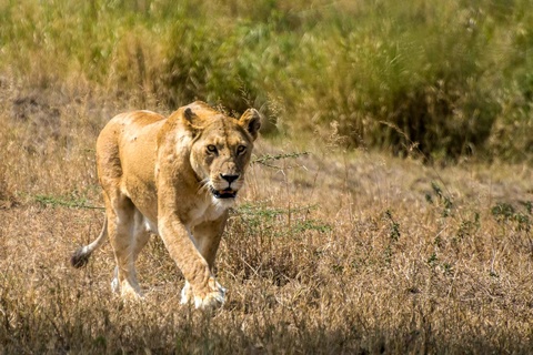 Serengeti, région de Seronera