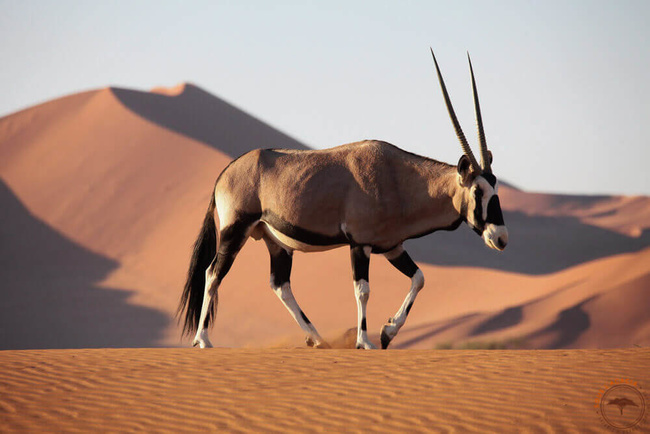 Oryx dans le Namib @Mag Sous l'Acacia