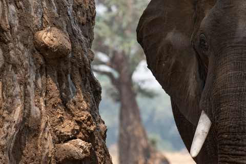 Mana pools - Camp Zambezi - (A pied ou en 4x4)