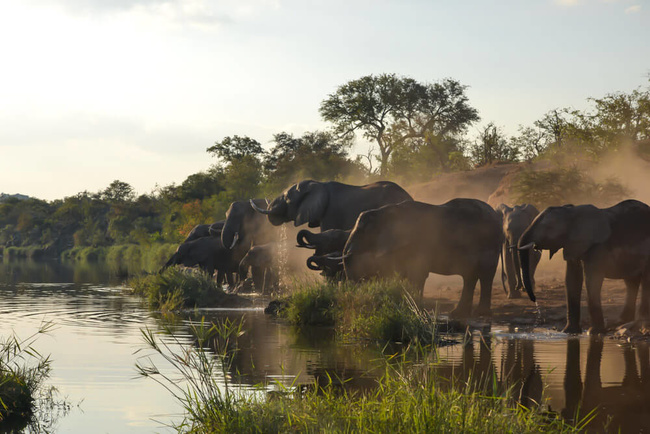 Troupe d'éléphants dans le Kruger ©Sous l'Acacia