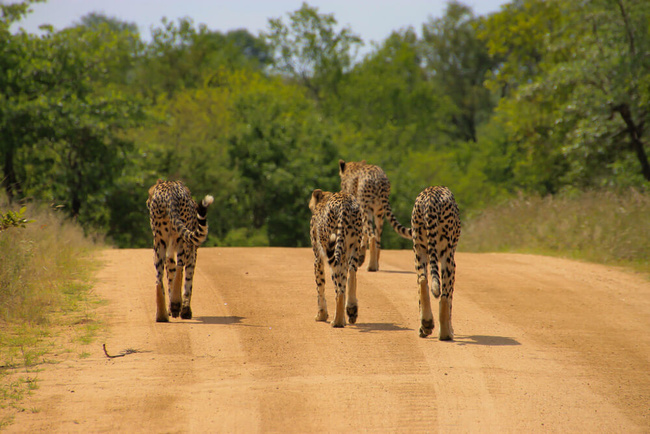 Guépards dans le Kruger ©Sous l'Acacia