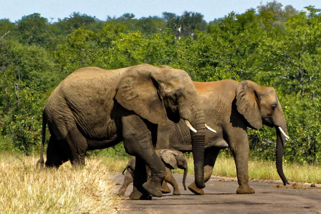 Éléphants dan sl eparc du Kruger ©Sous l'Acacia
