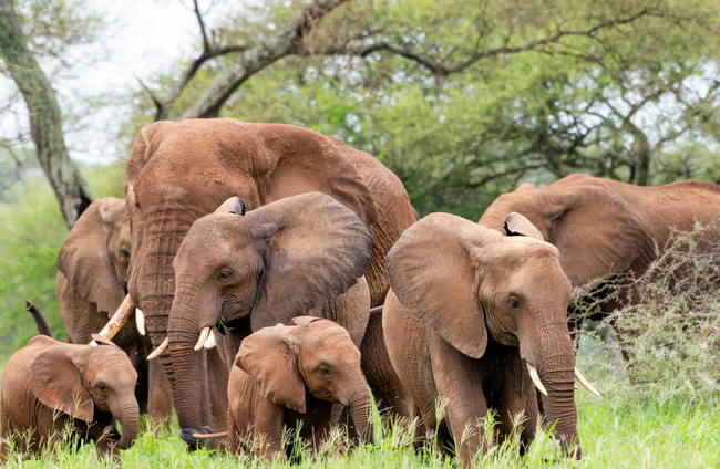 Troupeau d'éléphants à Tarangire ©Sous l'Acacia