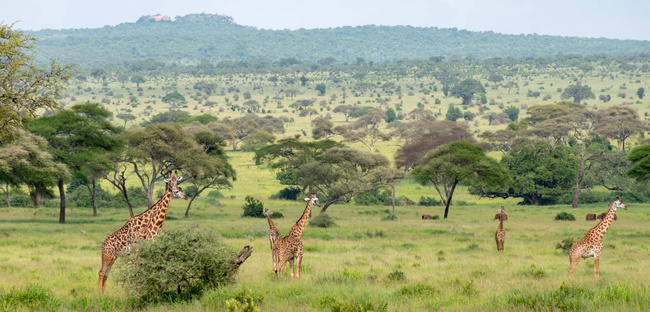 Troupeau de girafes à Tarangire ©Sous l'Acacia