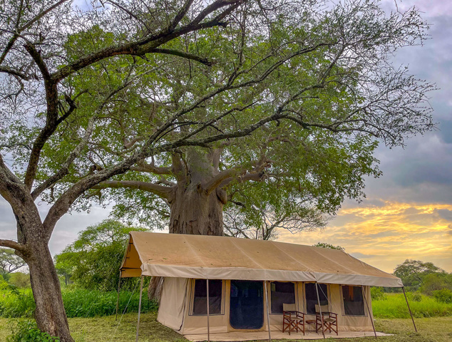 Baobab au camp ©Sous l'Acacia