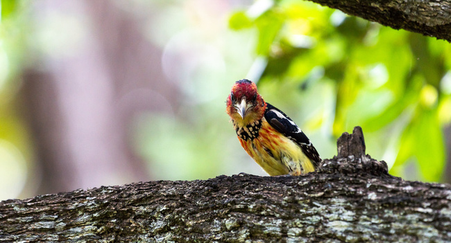 Oiseau coloré à Tarangire ©Sous l'Acacia