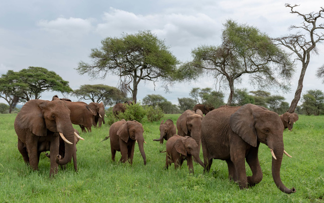 Élephants en marche à Tarangire ©Sous l'Acacia