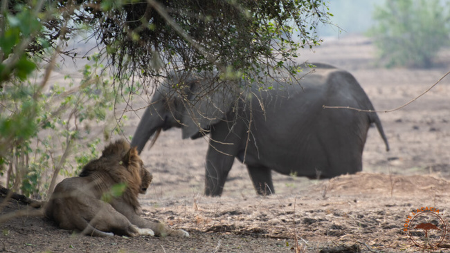 Faune dans le parc de Mana Pools @Sous l'Acacia