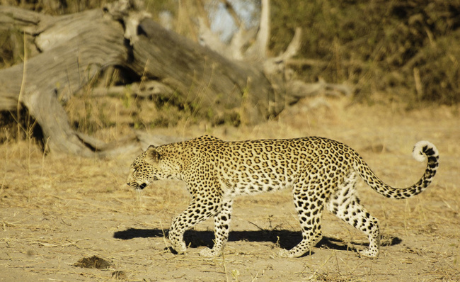 Léopard à Chobe ©Sous l'Acacia