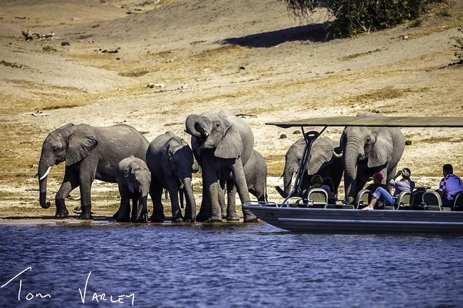 Élephants à Chobe