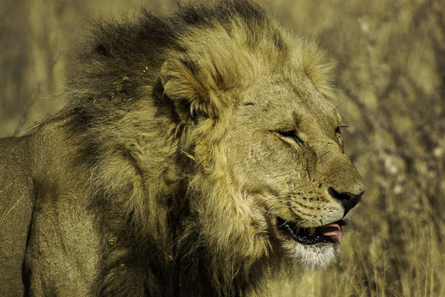 Lion du Kalahari ©Sous l'Acacia