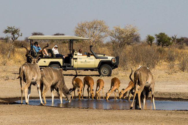 Observation dans le Kalahari ©Sous l'Acacia