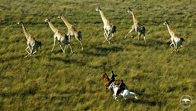 Rencontre avec des girafes dans l'Okavango au Botswana @Sous l'Acacia